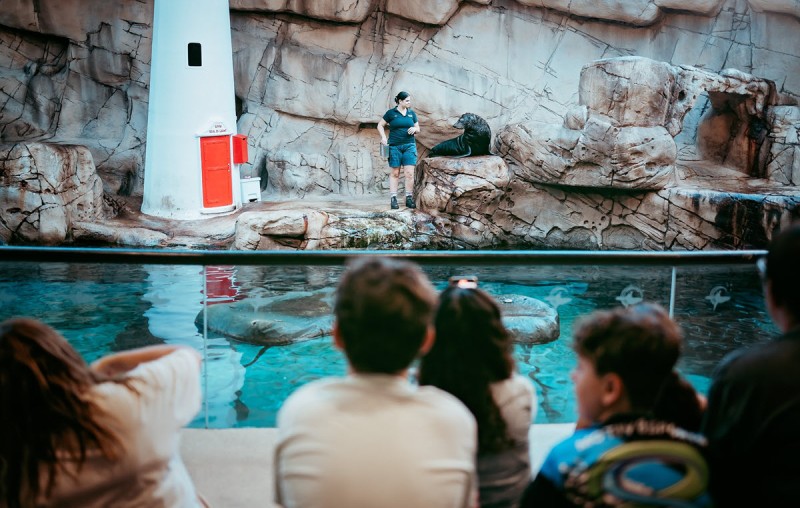 SeaLife Mooloolaba Seal Island FB Page 1200px