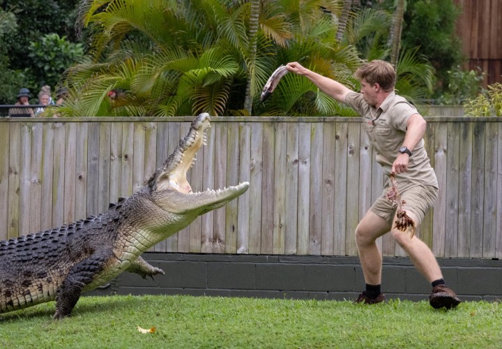 australia zoo robert crocodile feeding